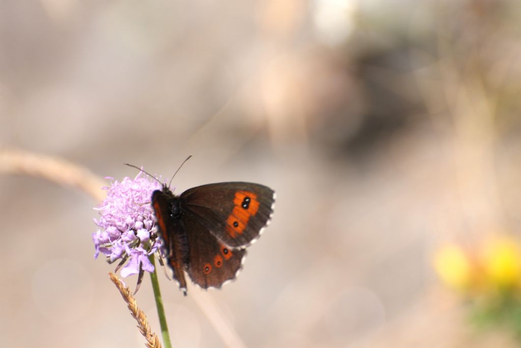 Erebia ligea